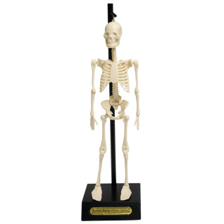 Anatomisches Skelettmodell Rex London