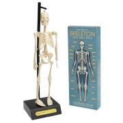 Anatomisches Skelettmodell Rex London